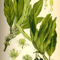 1200px illustration laurus nobilis0