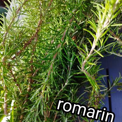 Romarin séché et broyé  