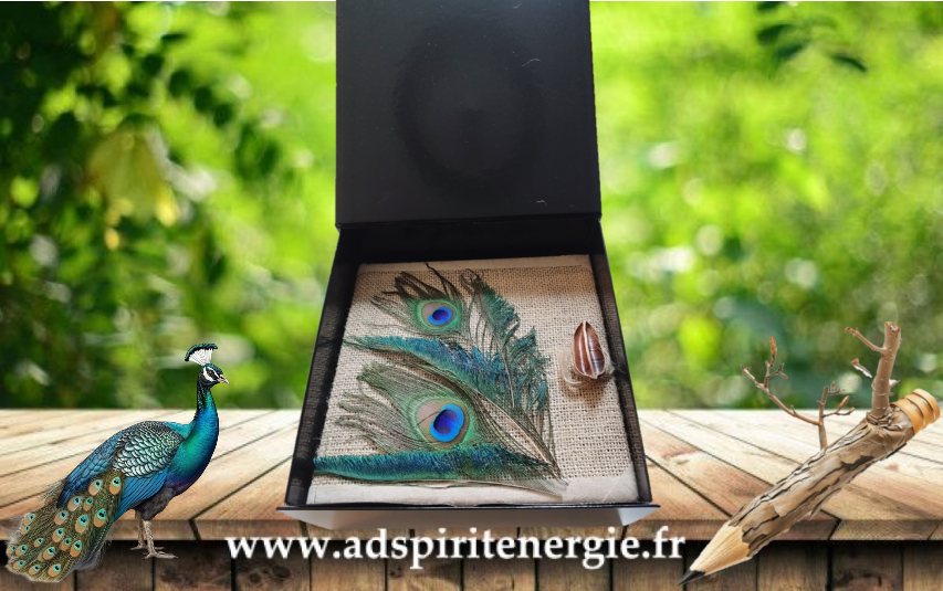 Carnet paon boite