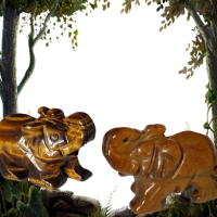 Elephnt oeil de tigre