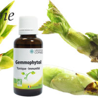 Gemmophytol tonic et immunite
