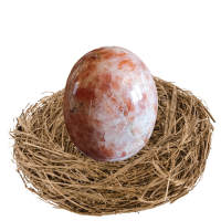 Oeuf pds