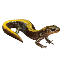 Spotted salamander png free download